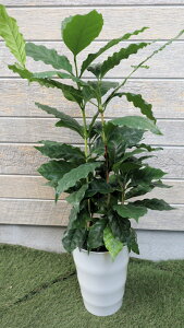 ϗtA@R[q[̖؁@7TCYyn著z