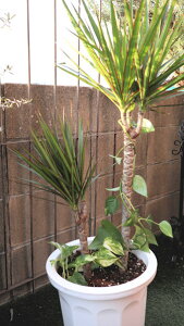 ϗtA@hZi@RVl@10TCYyn著z