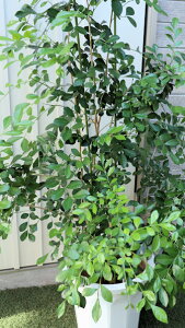 ϗtA@VNWX~iQbLcj@10TCYyn著z