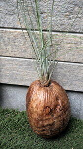 A@GA[vc@`WA@RRV̎Zbgyn著zNEW̊ϗtA@ϗtA@CeA@@@CeAO[