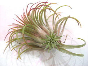 A@GA[vc `WA@ CIi^@u@qt̊ϗtA@ϗtA@CeA@@@CeAO[