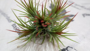 �G�A�[�v�����c �`�����W�A �C�I�i���^�@�t�G�S�@�N�����v