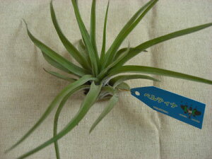 A@GA[vc `WA xeBi@RTCY̊ϗtA@ϗtA@CeA@ϗtA@@CeAO[