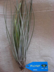 �����A���@�G�A�[�v�����c �`�����W�A �W�����Z�A�@R�T�C�Y�����̊ϗt�A���@�ϗt�A���@�C���e���A�@�������@�����������@�C���e���A�O���[��