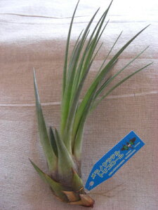 観葉植物 ラテ ルの人気商品 通販 価格比較 価格 Com