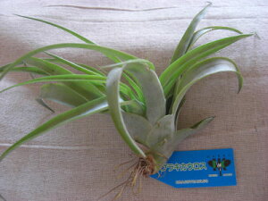 観葉植物 かっこいいの人気商品 通販 価格比較 価格 Com