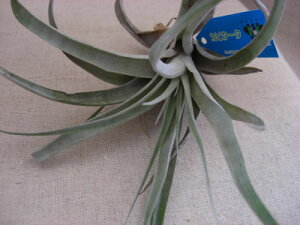 �����A���@�G�A�[�v�����c �`�����W�A �J�s�^�[�^�@L�T�C�Y�����̊ϗt�A���@�ϗt�A���@�C���e���A�@�������@�����������@�C���e���A�O���[��