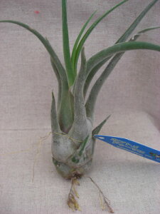 �����A���@�G�A�[�v�����c �`�����W�A�@ �J�v�g���@�h�D�[�T�G�@R�T�C�Y�����̊ϗt�A���@�ϗt�A���@�C���e���A�@�������@�����������@�C���e���A�O���[��