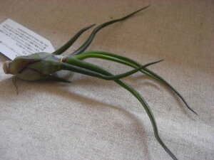 �����A���@�G�A�[�v�����c �`�����W�A �u���{�[�T�@R�T�C�Y�����̊ϗt�A���@�ϗt�A���@�C���e���A�@�ϗt�A���@�������@�C���e���A�O���[��