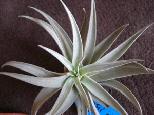 �����A���@�G�A�[�v�����c �`�����W�A �n���V�[�@�@L�T�C�Y�����̊ϗt�A���@�ϗt�A���@�C���e���A�@�ϗt�A���@�������@�C���e���A�O���[��