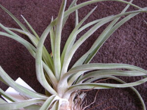 �����A���@�G�A�[�v�����c �`�����W�A �x���e�B�i�@L�T�C�Y�����̊ϗt�A���@�ϗt�A���@�C���e���A�@�ϗt�A���@�������@�C���e���A�O���[��