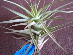 �����A���@�G�A�[�v�����c �`�����W�A �A�G�����g�X�@R�T�C�Y�����̊ϗt�A���@�ϗt�A���@�C���e���A�@�������@�����������@�C���e���A�O���[��