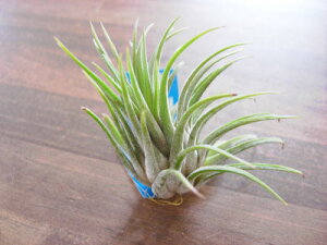 �����A���@�G�A�[�v�����c �`�����W�A �C�I�i���^�@���u���@R�T�C�Y�����̊ϗt�A���@�ϗt�A���@�C���e���A�@�ϗt�A���@�������@�C���e���A�O���[��