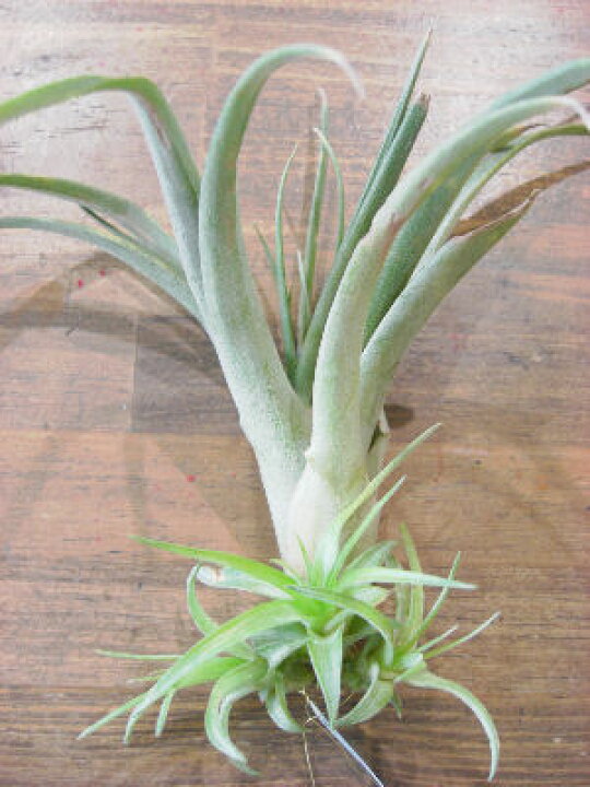 楽天市場 着生植物 エアープランツ チランジア ブラキカウロス 子株付き癒しの観葉植物 観葉植物 インテリア おしゃれ かっこいい インテリアグリーン フェアリーズ ガーデン