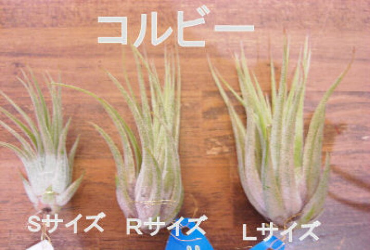 楽天市場 着生植物 エアープランツ チランジア イオナンタ コルビー スカポーサ Rサイズ癒しの観葉植物 観葉植物 インテリア 観葉植物 おしゃれ インテリアグリーン フェアリーズ ガーデン