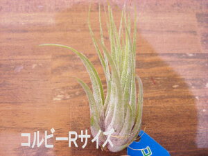 観葉植物 コルビーの通販 価格比較 価格 Com