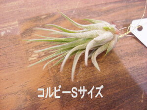 観葉植物 コルビーの人気商品 通販 価格比較 価格 Com