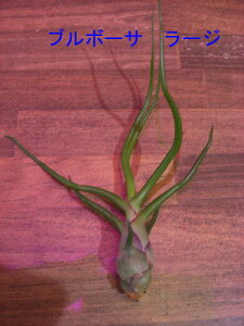 �����A���@�G�A�[�v�����c�@�`�����W�A �u���{�[�T�@L�T�C�Y�����̊ϗt�A���@�ϗt�A���@�C���e���A�@�ϗt�A���@�������@�C���e���A�O���[��