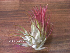 �����A���@�G�A�[�v�����c �`�����W�A�@�C�I�i���^�@�C�I�i���^�@L�T�C�Y�����̊ϗt�A���@�ϗt�A���@�C���e���A�@�ϗt�A���@�������@�C���e���A�O���[��