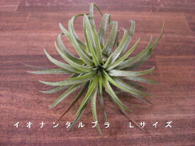 楽天市場 チランジア イオナンタ ルブラ 花 ガーデン Diy の通販