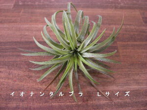 �����A���@�G�A�[�v�����c�@�`�����W�A �C�I�i���^�@���u���@L�T�C�Y�����̊ϗt�A���@�ϗt�A���@�C���e���A�@�ϗt�A���@�������@�C���e���A�O���[��