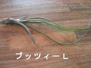 �����A���@�`�����W�A�@�G�A�[�v�����c �u�b�c�B�[�@L�T�C�Y�����̊ϗt�A���@�ϗt�A���@�C���e���A�@�ϗt�A���@�������@�C���e���A�O���[��