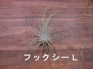 A@GA[vc `WA tbNV[@LTCY̊ϗtA@ϗtA@CeA@ϗtA@@CeAO[