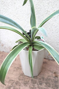 観葉植物 アガベ 斑入り品種『ベネズエラ バリエガータ』5号サイズ【地域限定送料無料】癒しの観葉植物 インテリアグリーン かっこいい 簡単管理 プレゼント ギフト お祝い