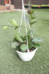 ϗtA@鐫@z@I[XgX@5݂蔫@yn著z̊ϗtA@CeAO[@ϗtA@@ϗtA@CeA@ϗtA@݂艺@n