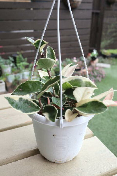 楽天市場 観葉植物 つる性 ホヤ サクララン ホヤカルノーサ リップカラー 5号吊り鉢 地域限定送料無料 癒しの観葉植物 インテリアグリーン 観葉植物 おしゃれ 観葉植物 インテリア 観葉植物 吊り下げ ハンギング フェアリーズ ガーデン