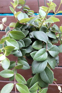 ϗtA@GXLiTX@@fBJX@5TCY@݂蔫yn著z󏭎@̊ϗtA@CeAO[@nMO@݂@GL]`bN@IV@