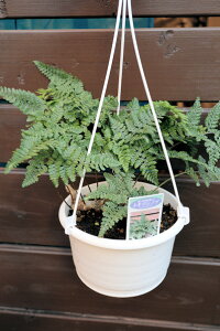 ϗtA@V_A@gLVmu@5TCYnMO@݂蔫yn著z̊ϗtA@CeAO[