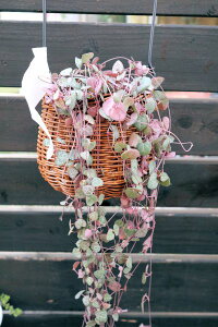 A@n[gJYiu`F[jACAoXPbgAyn著z̊ϗtA@CeAO[@ϗtA@@ϗtA@CeA@ϗtA