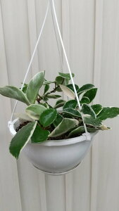 ϗtA@鐫@z@TNizJm[T@bvJ[j6݂蔫@yn著z̊ϗtA@CeAO[@ϗtA@@ϗtA@Ce