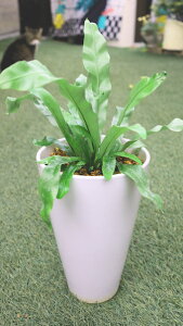 ϗtA@MѐA@V_A@AXvjEiII^j^j픫Ayn著z̊ϗtA@CeAO[@ϗtA@@ϗtA@CeA