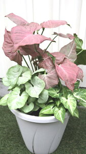 観葉植物 シンゴニウム ネオンが入る3品種ミックス植え 7号サイズ鉢植え【地域限定送料無料】癒しの観葉植物 インテリアグリーン ギフト プレゼント カバー付き