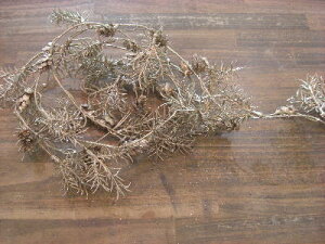 A[eBtBVt[@K[h@V_[@Vp