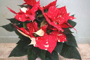 ԁ@|CZ`A@v[@WOx@5TCYvyn著z