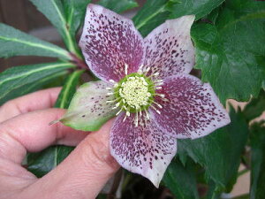 ԁ@NX}X[Y sNn@VO@6@JԌݑ劔yn著z@