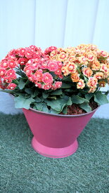 鉢花　八重咲き カランコエ　クィーンローズ　2色植えブリキ鉢