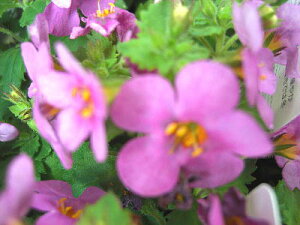 ԕc@N@oRp@RsA֌n@wKo[RpNg[Yxxt3,5||bgc@K[fjO@ԁ@񂹐A