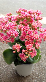 鉢花　八重咲き カランコエ　クィーンローズ　ピンク　3,5号鉢