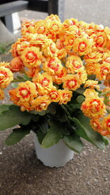 鉢花　八重咲き カランコエ　クィーンローズ　イエローレッド　3,5号鉢