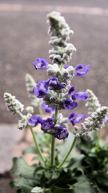 非耐寒性多根草　宿根草　花苗　サルビア　サリーファン『ブルーアイス』ラベル付き4号ロングサイズ