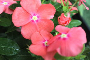 夏 花 多年草の人気商品 通販 価格比較 価格 Com