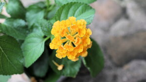 t؁@^i@noiwS[hxFԁ@xt3,5c