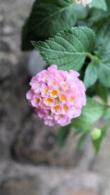 落葉低木　ランタナ　ハバナ『サンライズ』薄桃色花　ラベル付き3,5号苗