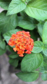 落葉低木　ランタナ　ハバナ『レッドスカイ』赤オレンジ色花　ラベル付き3,5号苗