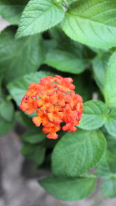 t؁@^i@noiwbhXJCxԃIWFԁ@xt3,5c