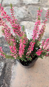 Β؁@J?i@K[fK[Y@ZsN xt3c